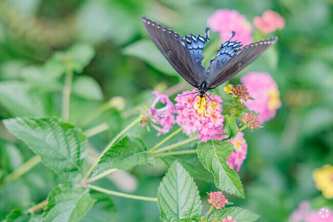 Paul J. Ciener Botanical Garden offers a welcoming rest stop for migrating butterflies.