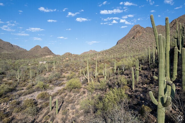 Tucson Mountain Park has over 20,000 acres and 62 miles of trails.