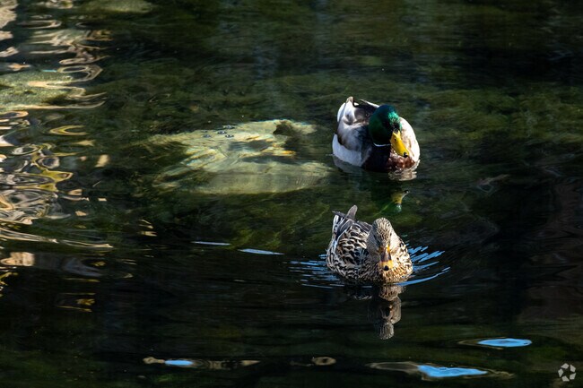 Ducks at Merrill Springs Park swim happily.