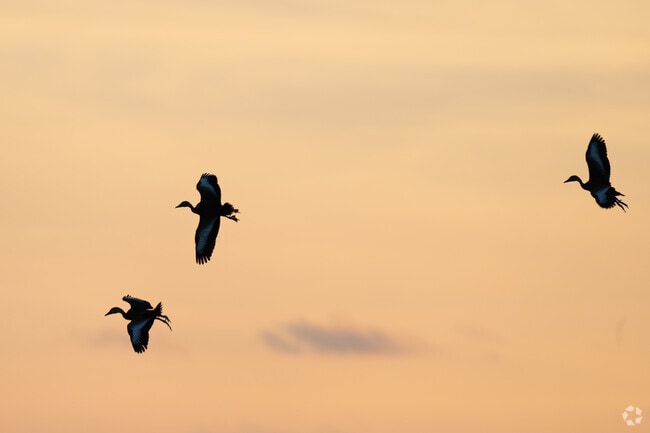 San Benito is home to variety of migratory birds found throughout the year near the Resaca.