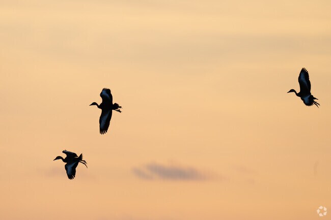San Benito is home to variety of migratory birds found throughout the year near the Resaca.