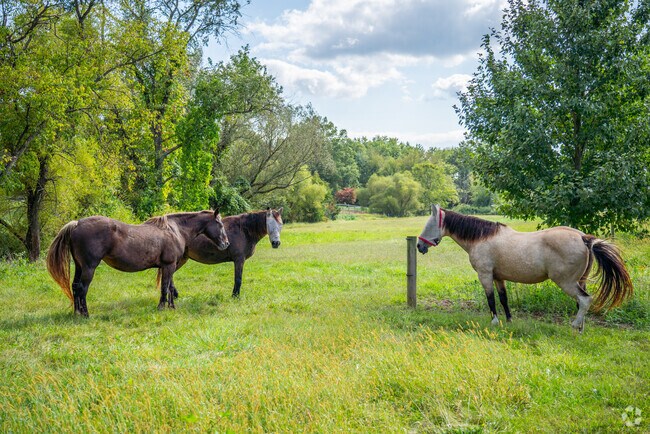 Grassy fields are home to beautiful horses in New Hanover Township.