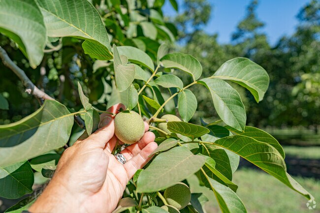 This young walnut will soon be ready for harvesting in this orchard of Farmersville.