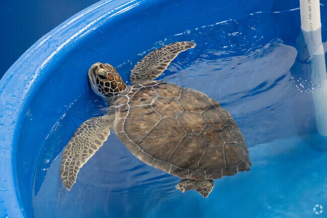 Helping heal sea turtles is the goal at the Karen Beasley Rescue Center.