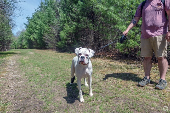 All the dogs convention hold at Nasketucket Bay State Reservation and romp or play near the East Fairhaven neighborhood.