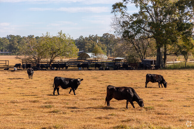 With no shortage of space in Outer West Mobile, you can expect to drive past fields of cows.
