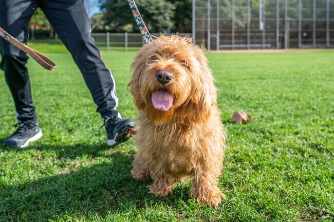 Bring your pets out to the many parks in Quail Hill.