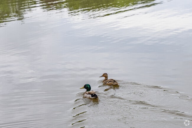 Kiryas Joel Lake is often described as a hidden gem, surrounded by trees and ideal for those seeking a tranquil respite.