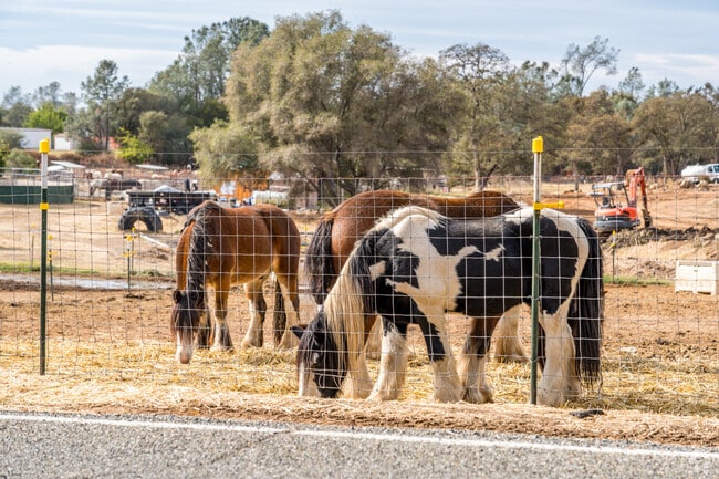 Horses and cows can be seen throughout Bangor.