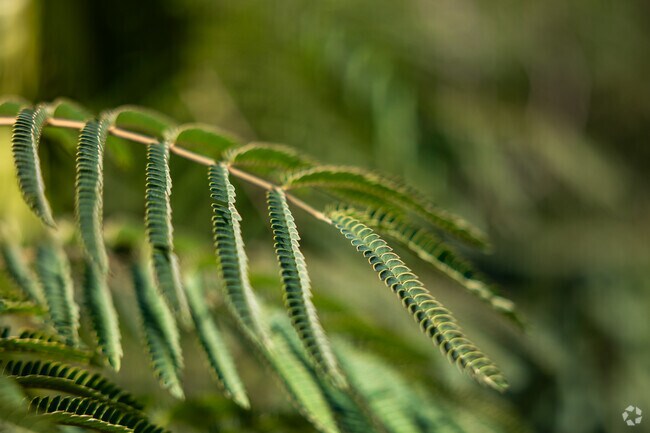 Dawson is a neighborhood full of natural beauty.