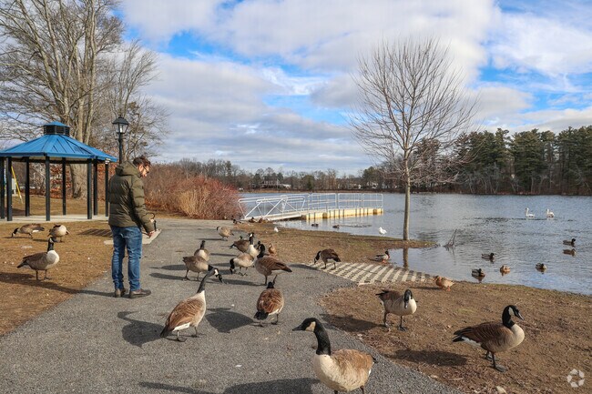 The ducks at Crystal lake are very friendly in West Peabody.