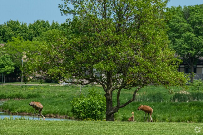 Sandhill Cranes are known to frequent the Middleton Hills Soccer Field.
