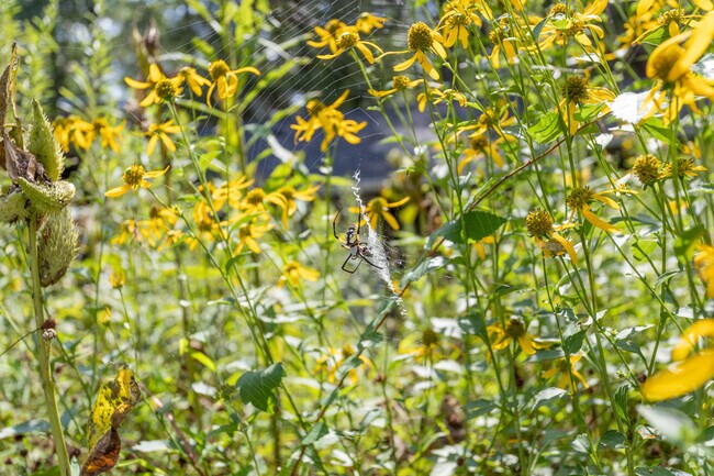 Beauty comes in all shapes and sizes in New Hill.