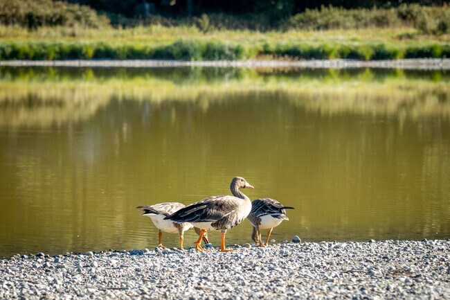 A couple of wild ducks roam the pond's shore inside the neighborhood of Lakepointe.