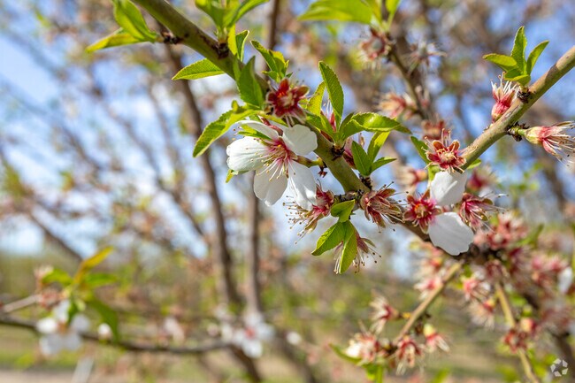 Fowler is a great spot to check out the famous Fresno County Blossom Trail.
