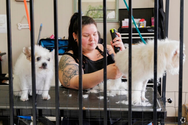 Get your dogs manicured at All Paws Pet Salon in Downtown Turlock, CA.
