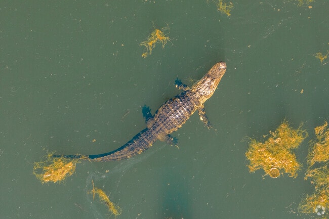 Beware of alligators when hiking the Econ Corridor near Live Oak Reserve.