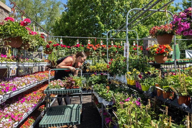 Frattallone's Hardware & Garden has a beautiful outdoor flower selection near Brownwood.