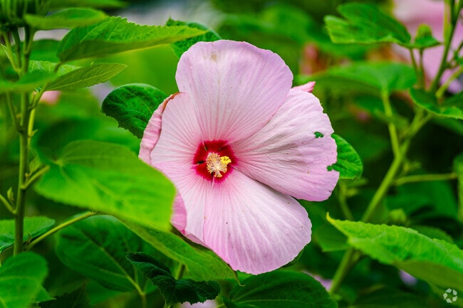 Colorful flowers bloom freely in West Island Lake.