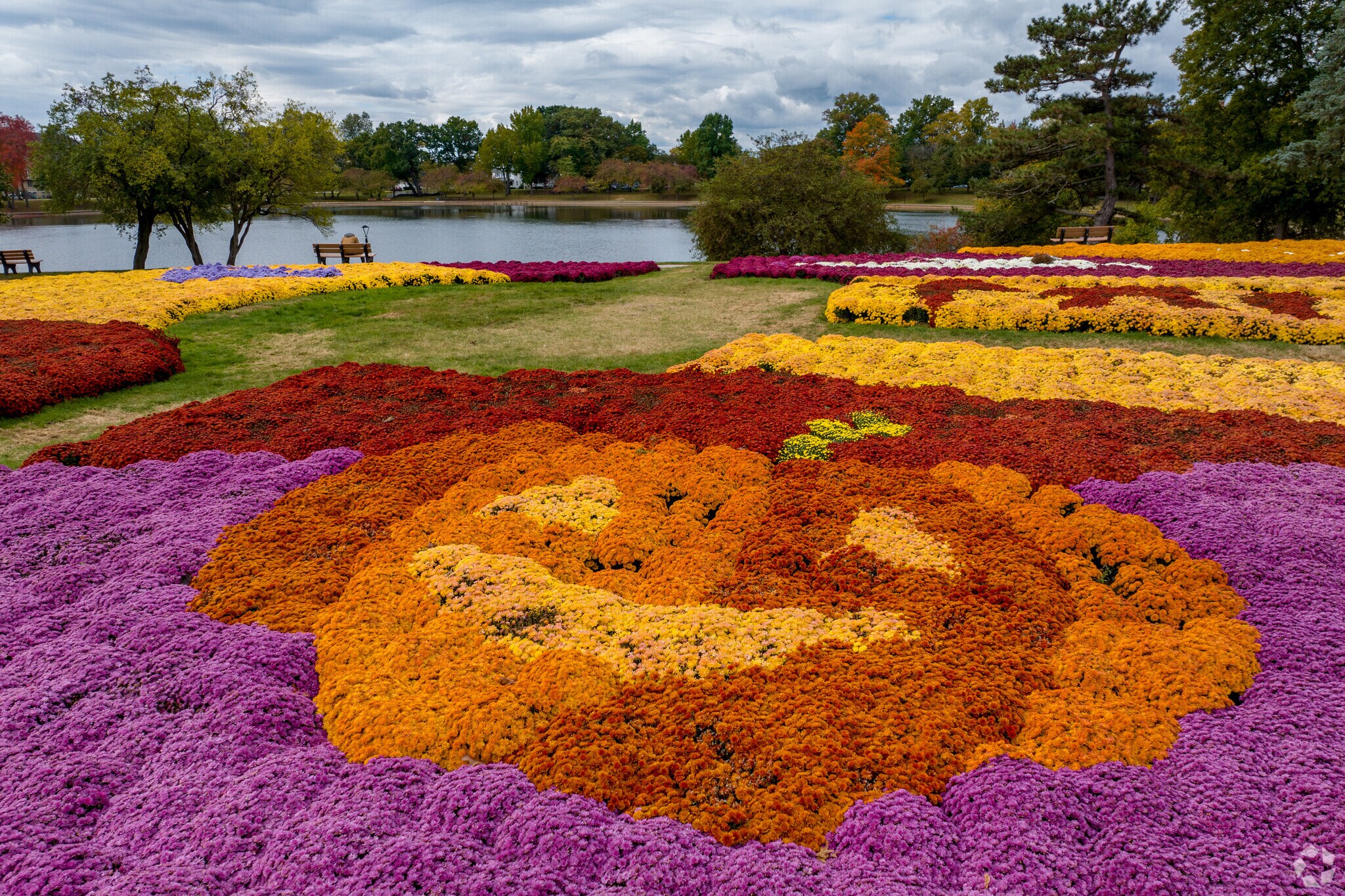 Mums surround Lake Anna in beautiful colors and designs.