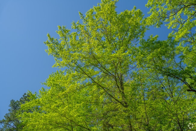 Explore the beauty of the outdoors at Tuskegee National Forest.