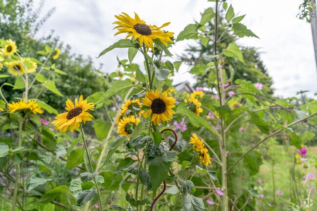 There's nature, beauty, and sunflowers around every corner at York Community Garden.