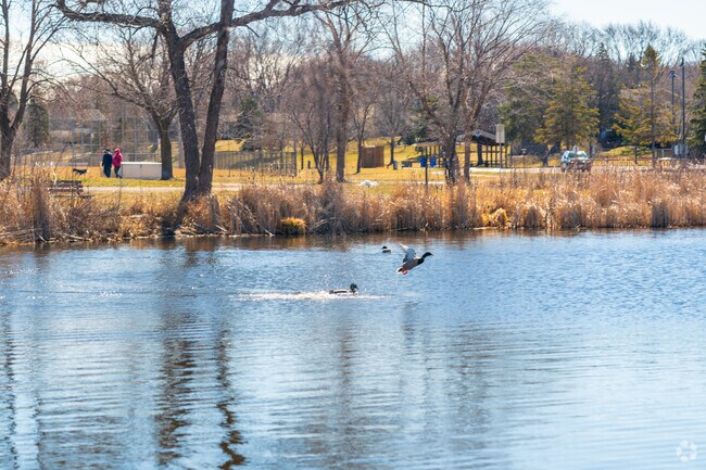 Northwood Park has a lot of wildlife creatures visit Northwood Lake year round.