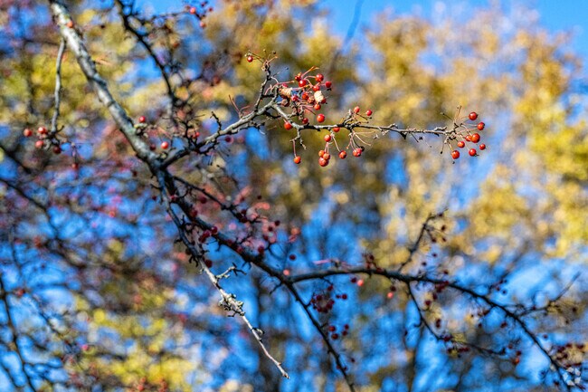 Even in the cold months, Reindahl Park in Greater Sandburg is a beautiful place.