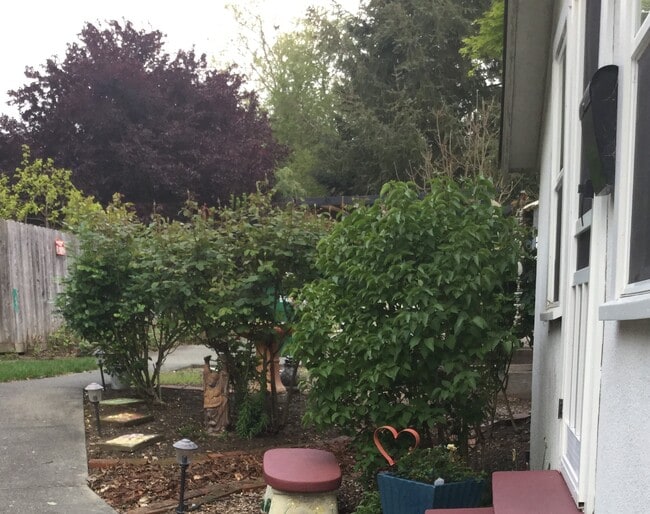 rose garden outside studio