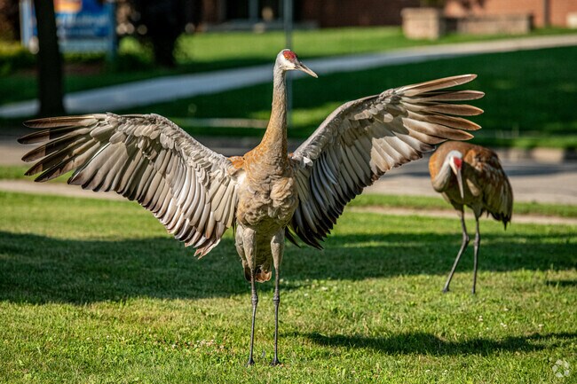 Cherokee Park is known for its wildlife, which can be seen in residential areas, too.
