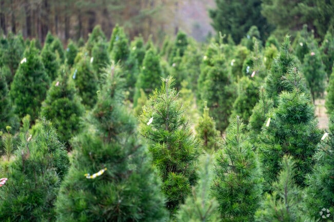 Pick out your favorite Christmas tree at the popular Old Baker Farm in Harpersville.