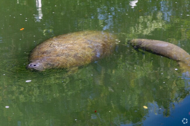 Beautiful marine wildlife can be seen all over Bay Pines, especially manatees.