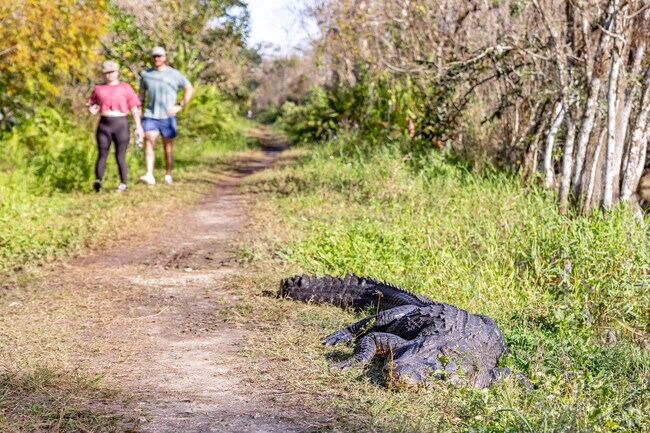 Marco Island residents can see Florida wildlife in the Everglades nearby.