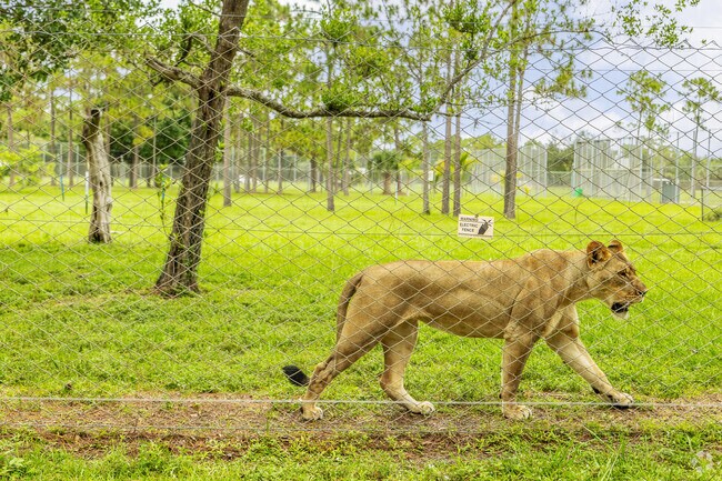 See the lions up close at Lion Country Safari near Westlake, FL.