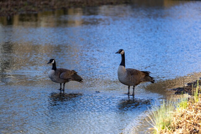 You will see plenty of flora and fauna in the Buckhead Heights area.