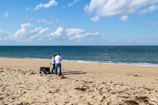 Sandy stretch along Provincetown Harbor invites walkers and dogs.