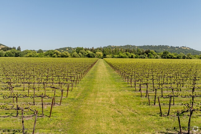 There are dozens of vineyards that bring beauty and wealth to Green Valley.