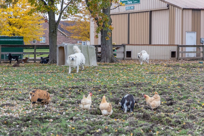 Farm dogs keep watch over the coop in Ray Township.