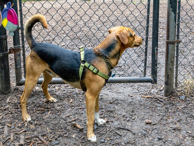 Pup Billie is smiling and ready to explore at Timber Creek Park Dog Park in Gloucester, NJ.