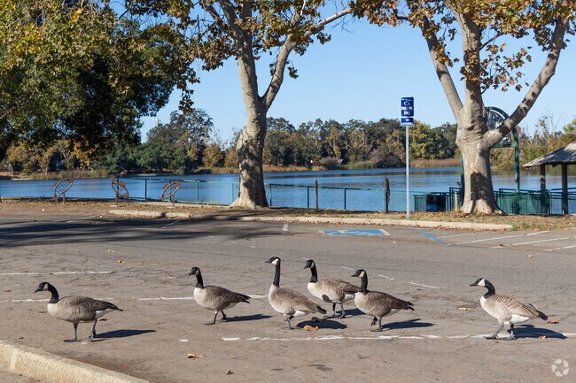 Canadian geese can be found all around the Sunwest neighborhood of Lodi.