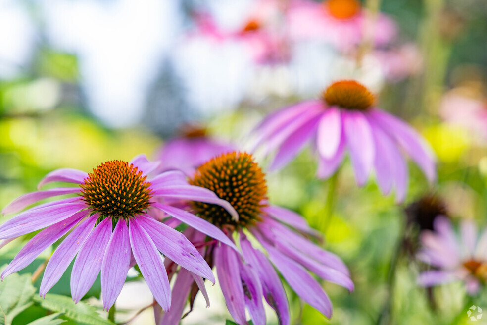 NH_RiverEast_555351_P2_Final_PJ_082024