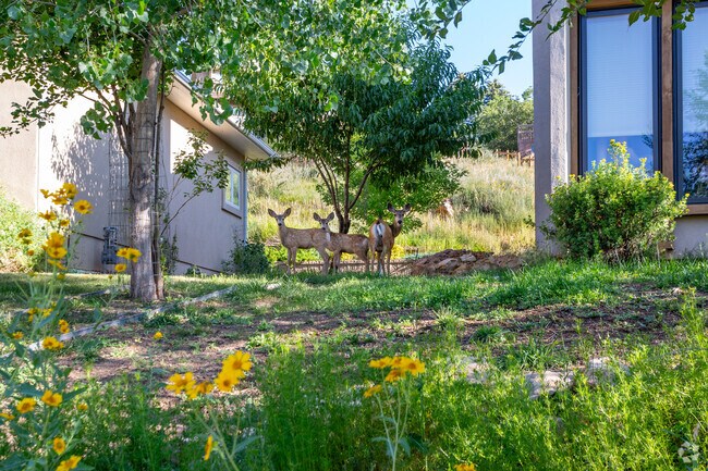 Wildlife is never far away in Mountain Shadows.