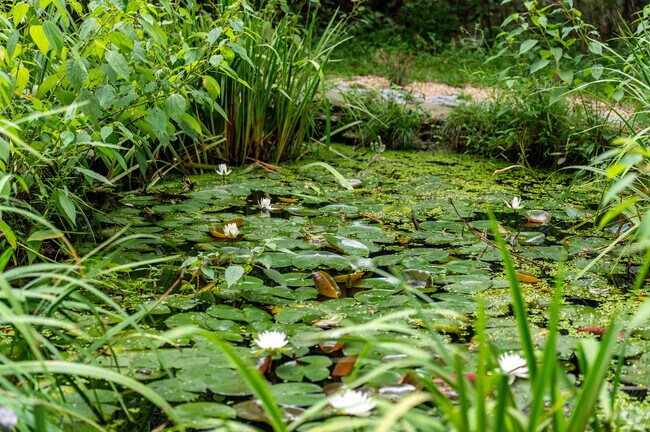 Bullfrogs and dragonflies can be seen at ponds in Westampton if you are patient.