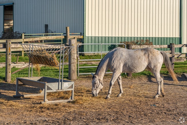 Farm animals are a frequent sight across Malta’s rural roads.