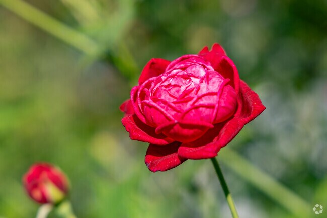 Deerfield is full of beautiful foliage year round.