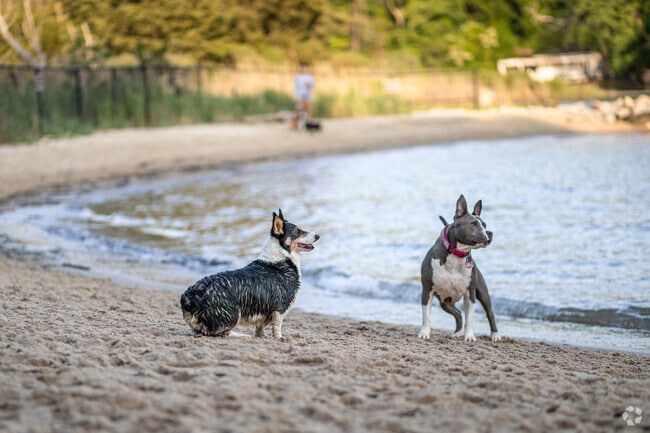 Residents in Tyler Heights-Primrose Acres have access to beautiful pet friendly parks like Quiet Waters Dog Beach in Downtown Annapolis.
