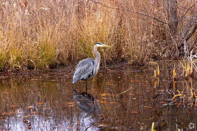 Wildlife thrives in the pond at Cass Park in East Woonsocket, Rhode Island.