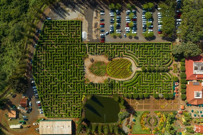 Family outings near Wahiawa often start with the Dole maze and pineapple treats.
