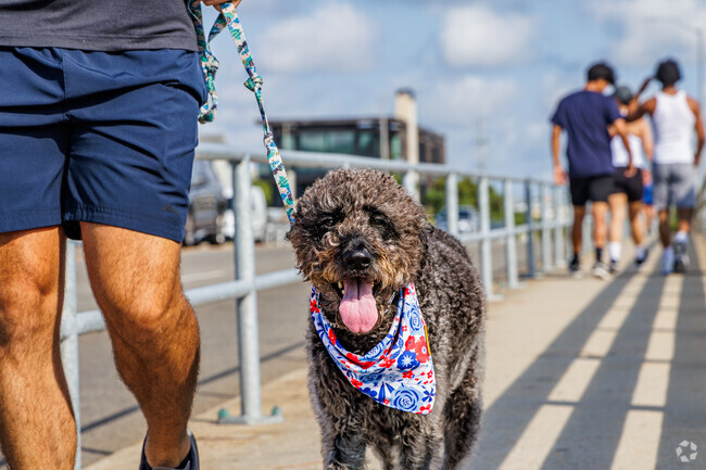 Charlie from Forest Hills North enjoys daily walks at nearby Wrightsville Beach.