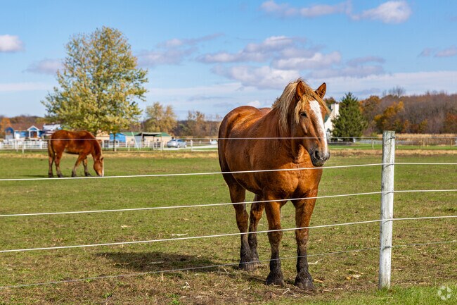 Horses in Union-Jasper greet visitors with curiosity.